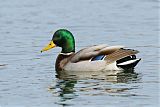 Mallardborder=